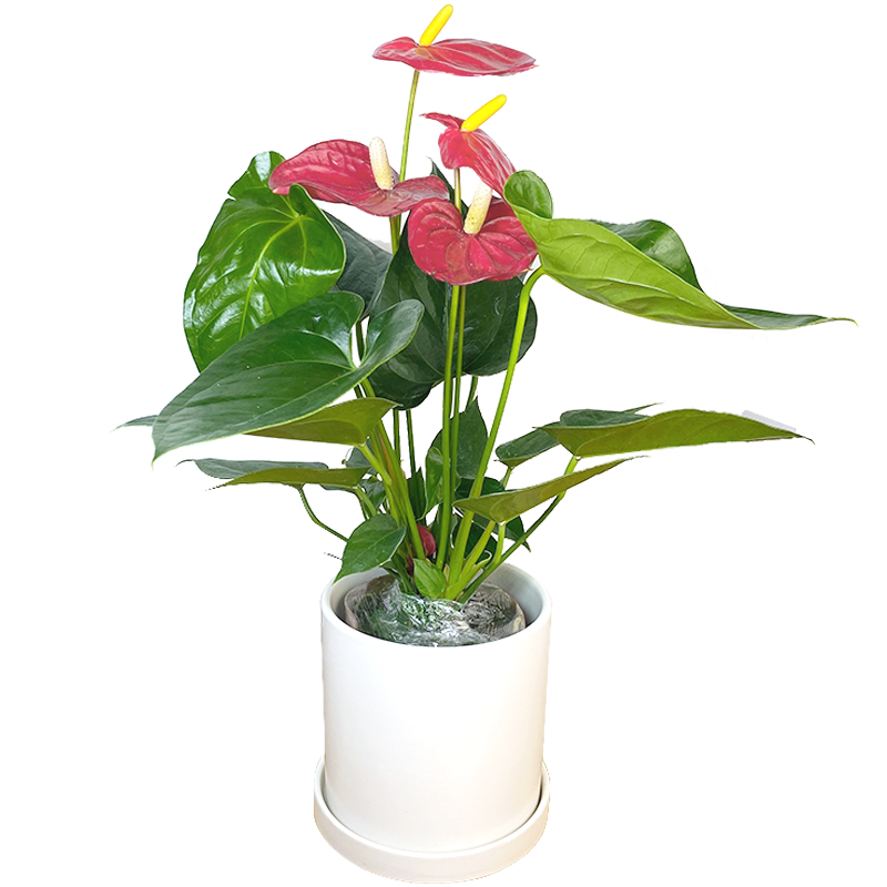 红掌水培观花叶观花室内观四季盆栽植物黄掌花卉花卉