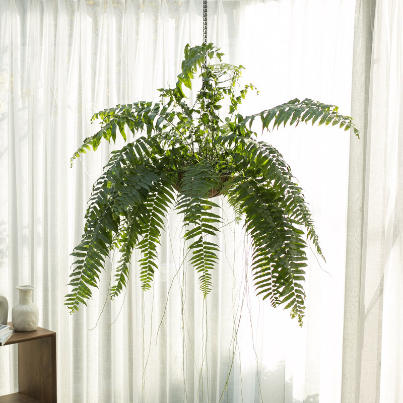 波士顿蕨 威武蕨霸王蕨 室内净化空气绿植盆栽除甲醛植物蕨类植物