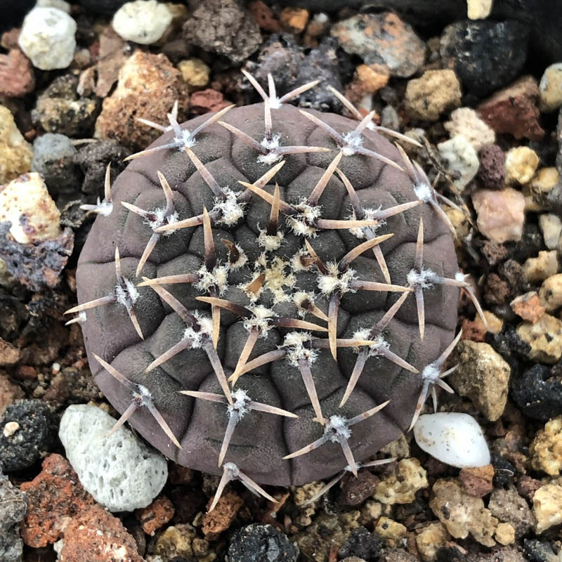 仙人植物怪龙丸裸萼球仙人掌柱多迷你紫色扎手多肉植物