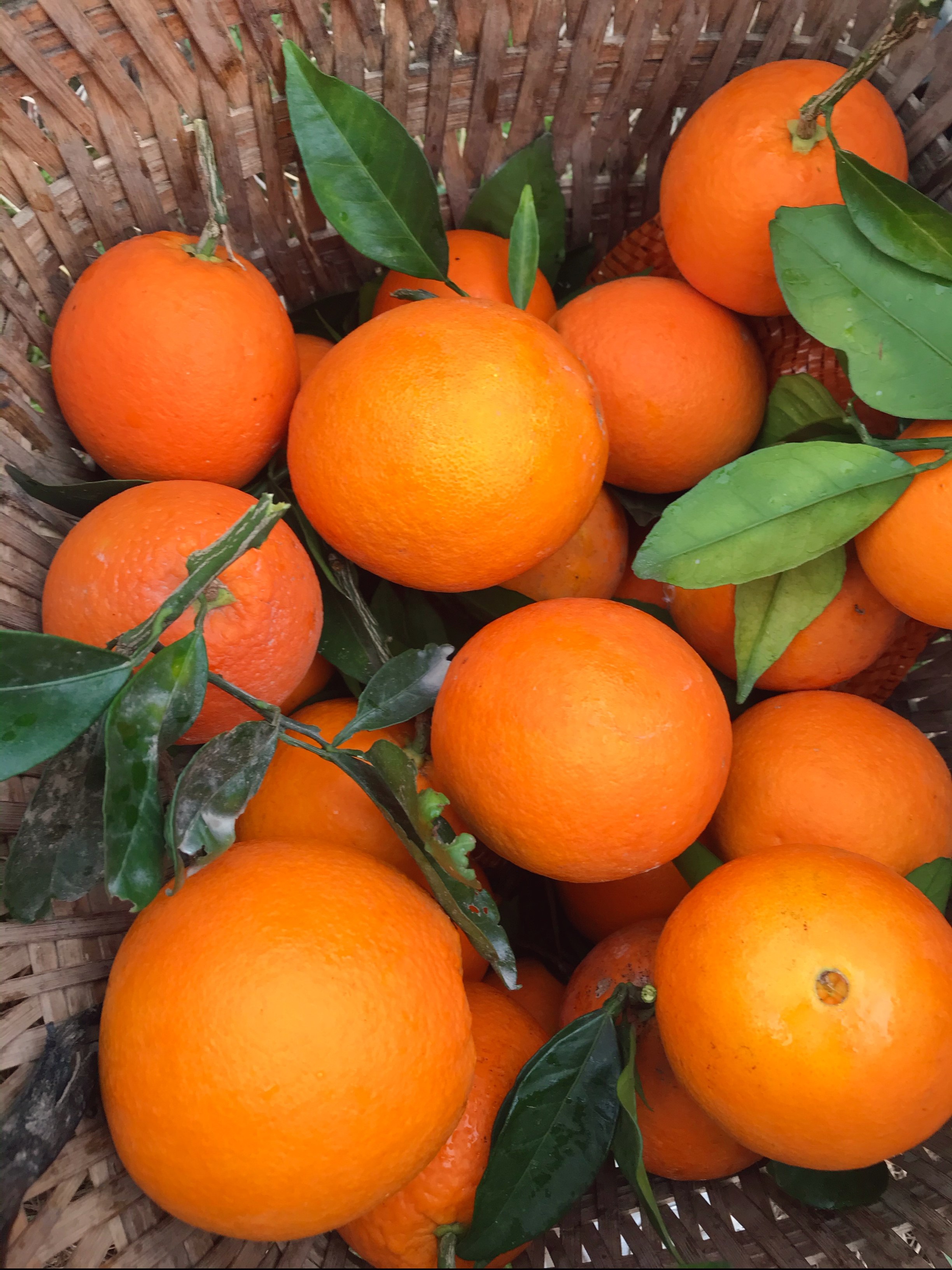 水果奉节脐橙新鲜现摘现发季节1-5月售罄橙