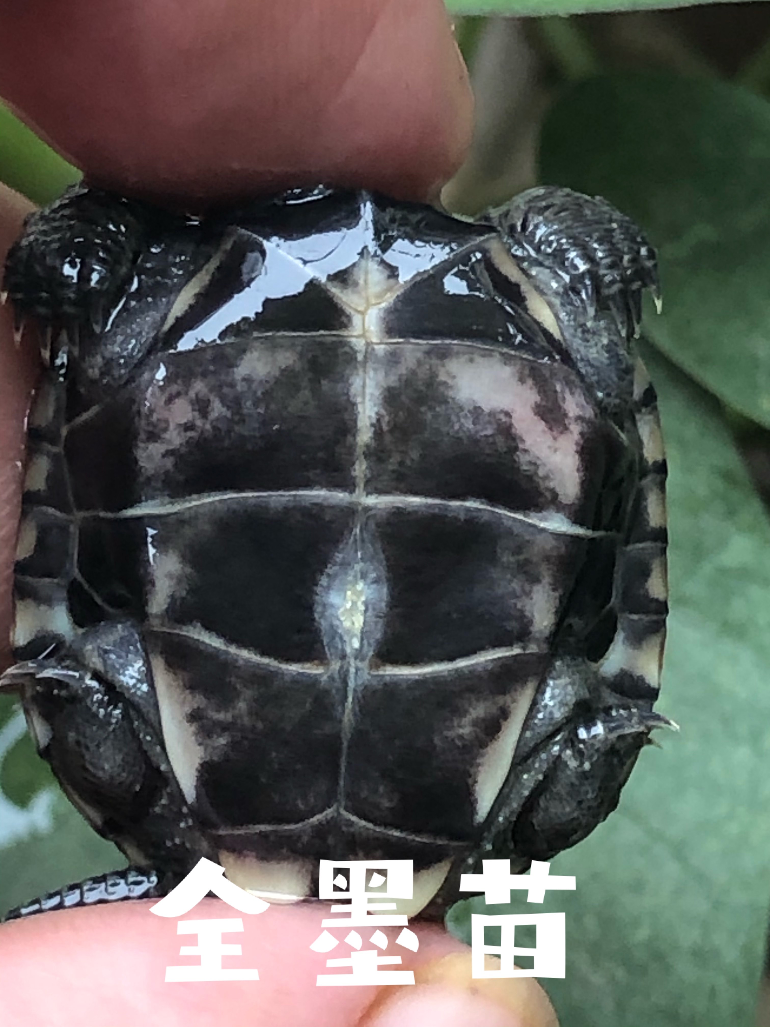 腹墨龟苗活体全黑小乌龟外塘中华龟苗镇风水招财龟