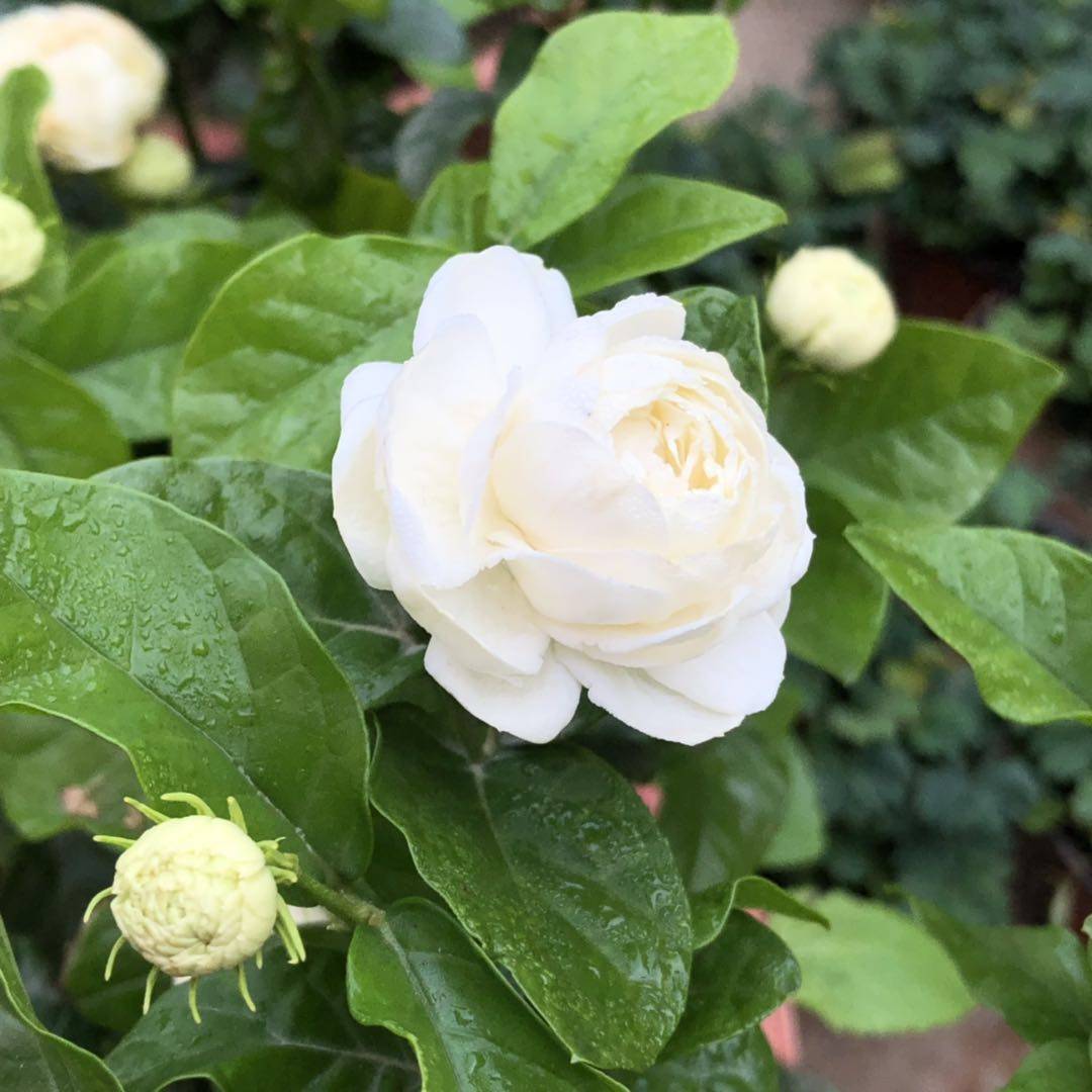 茉莉三叶轮生虎头茉莉花盆栽庭院阳台芳香大花重花卉