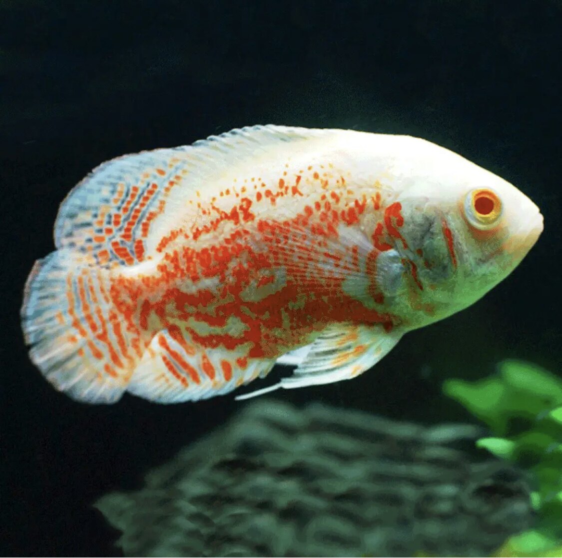 黑白热带鱼其他招财鱼花猪鱼中大型食肉凶猛观赏鱼