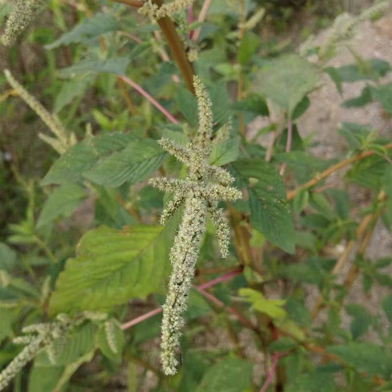 苋菜野生菜头菜勒猪母苋刺红刺带刺鲜红新鲜红农技服务