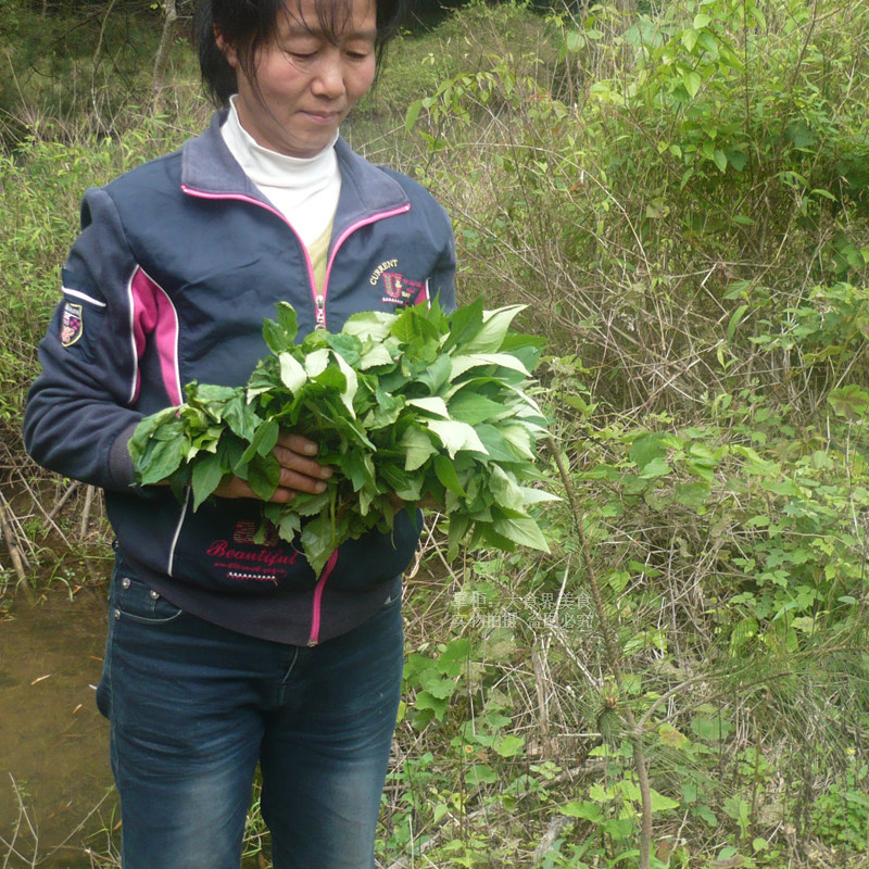 新鲜苦斋婆500g野外苦抓现采新鲜野菜 苦菜酱败草野菜可炒可煲汤