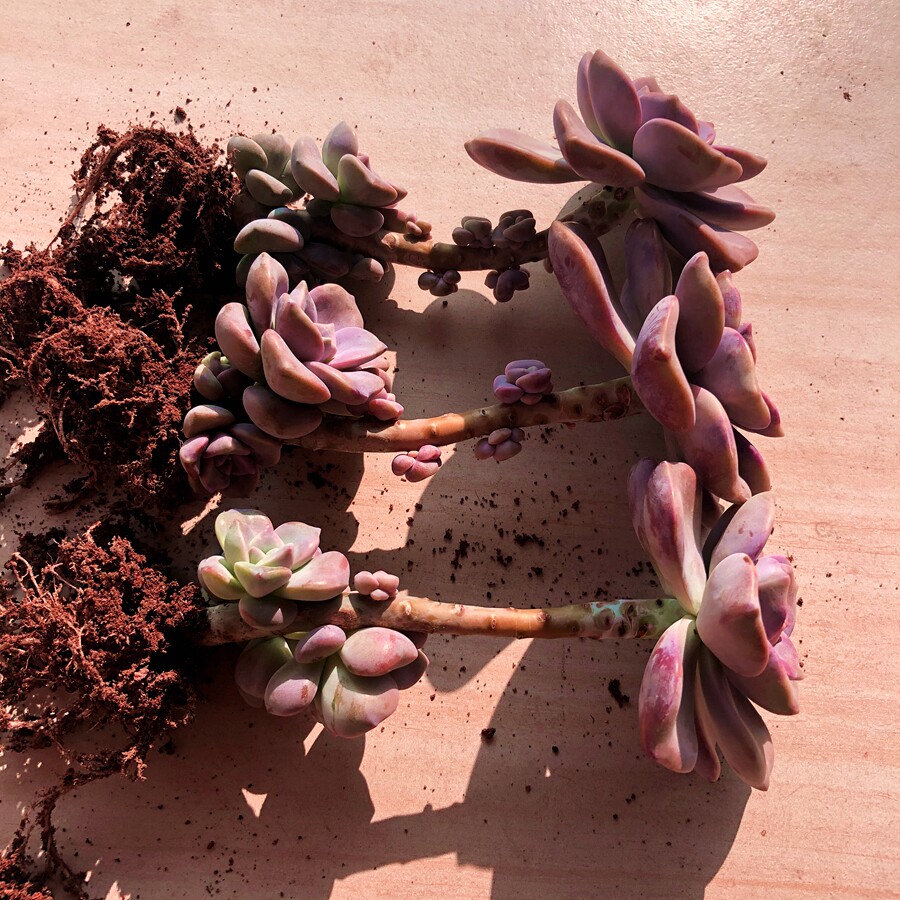 紫乐老桩爆崽群生包邮精品多肉植物室内绿植多肉植物