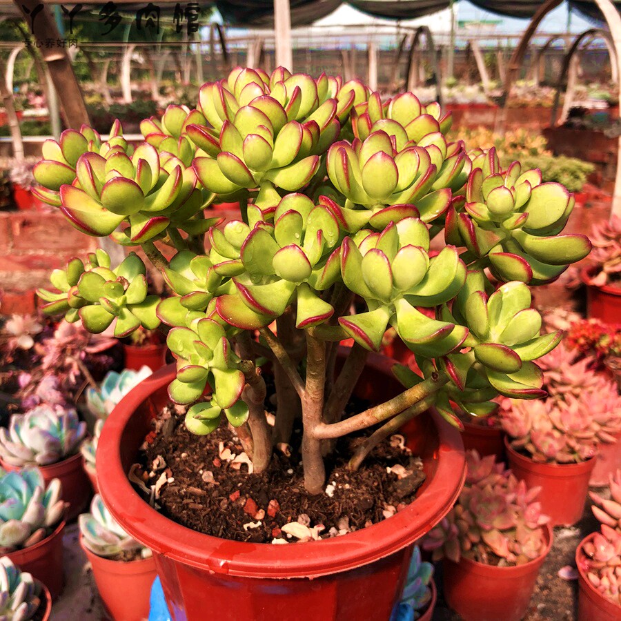 姬红花月多头老桩多肉植物办公室防辐射室内甲醛多肉植物