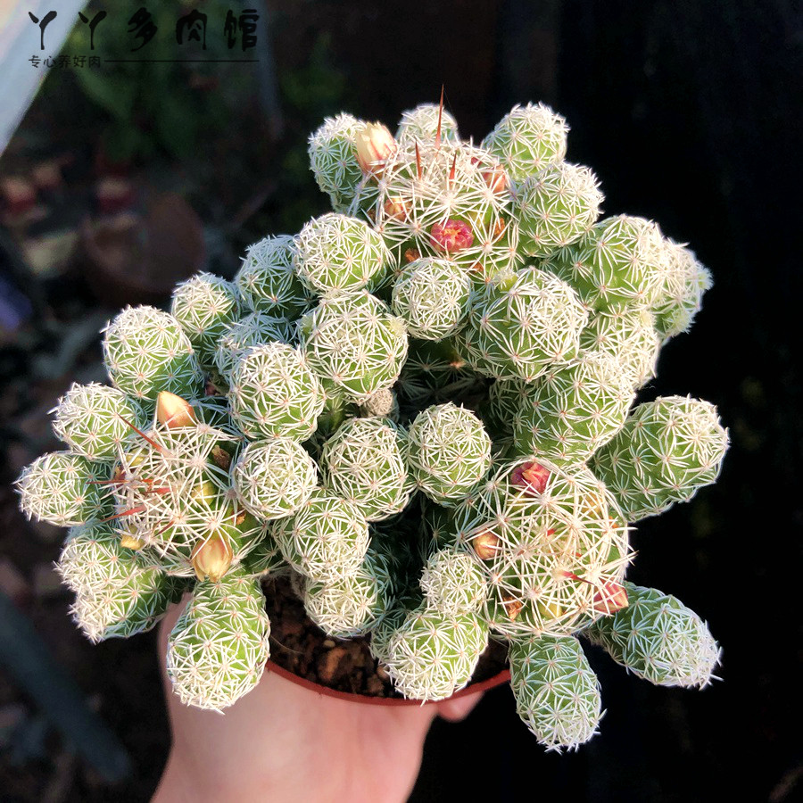 白鸟超萌仙人球多仙人掌办公室电脑电脑桌桌面客厅多肉植物