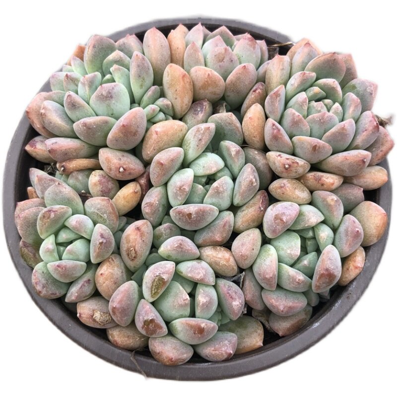 盆栽粉蔓持年华多植物群生老桩办公室桌面绿植多肉植物