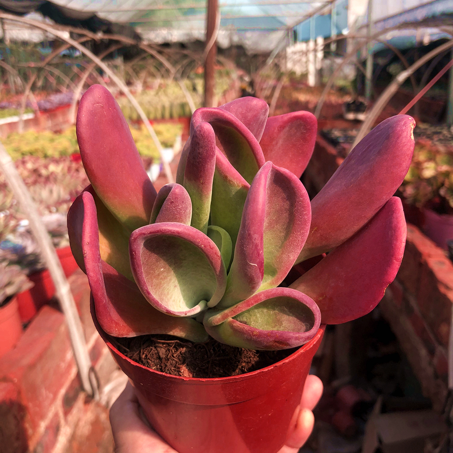 火狐狸精品多肉植物包邮小贵群生老桩防辐射室内多肉植物