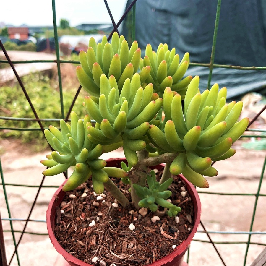 八千千代日本原始多肉植物群生老桩室内绿植多肉植物