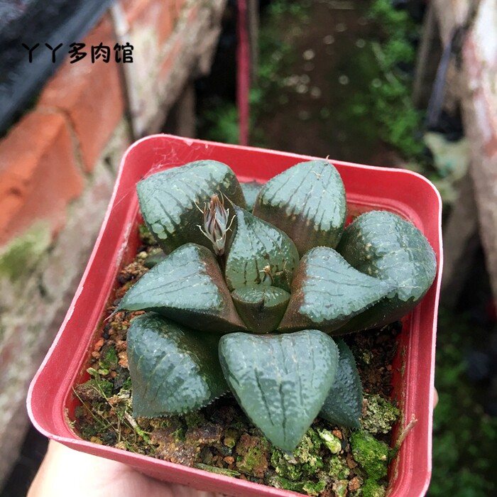 阿寒湖亲子姬寿蟹寿多肉植物十二办公室防辐射绿植多肉植物