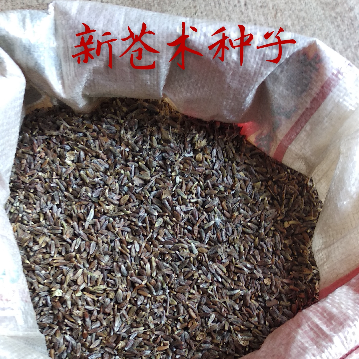 苍术种子野生新货苍术种100克包邮其他药食同源食品