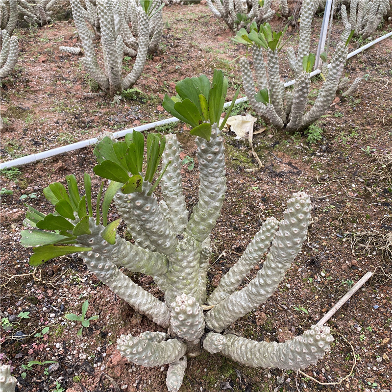 麒麟大戟科室内外仙人掌扇贝多肉植物贝信沙生耐旱多肉植物