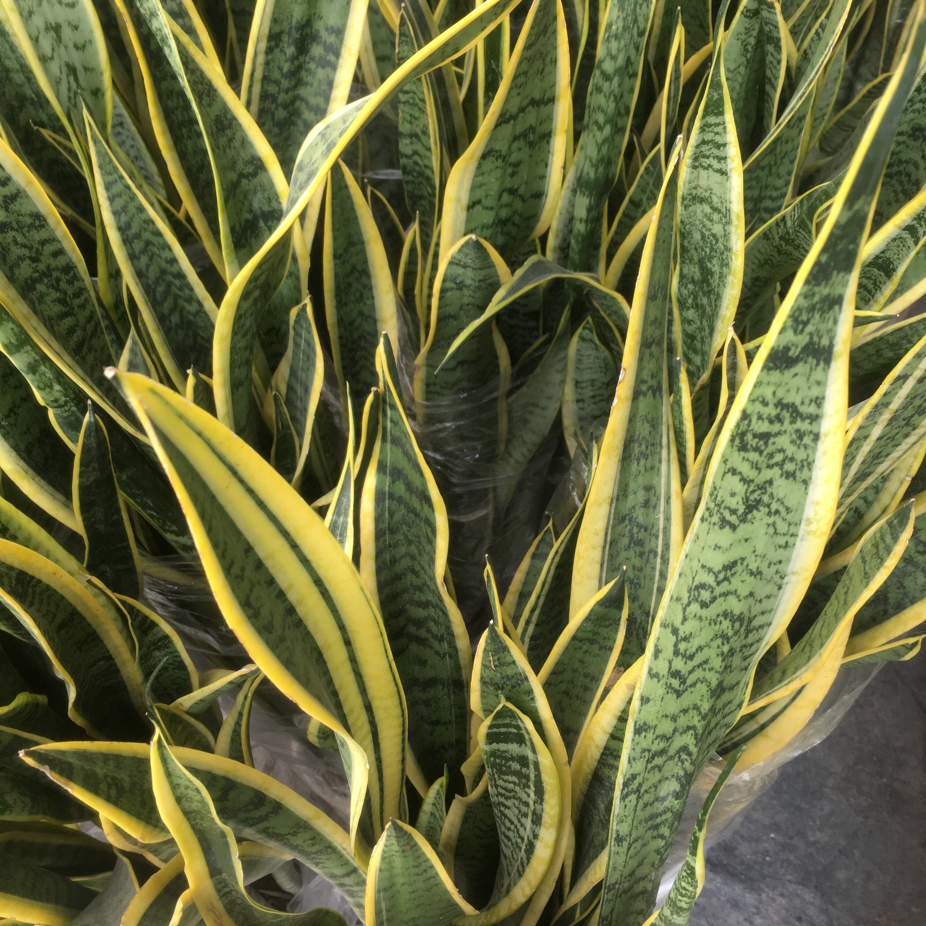 大型虎皮兰金边虎尾兰植物室内吸甲醛净化空气客厅绿植盆栽花卉