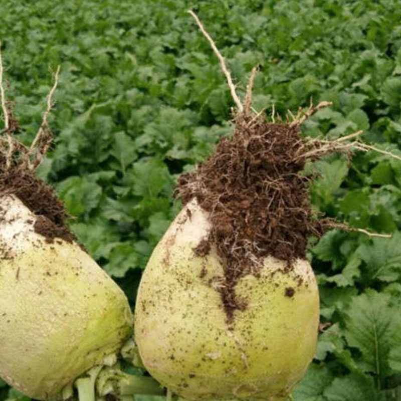 疙瘩光头芥菜菜籽大辣辣菜腌制咸菜大头种子家庭园艺种子