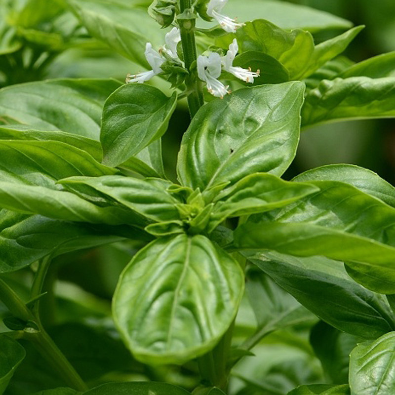 九层塔台湾种子金不换食用大叶罗勒阳台盆栽四季家庭园艺种子