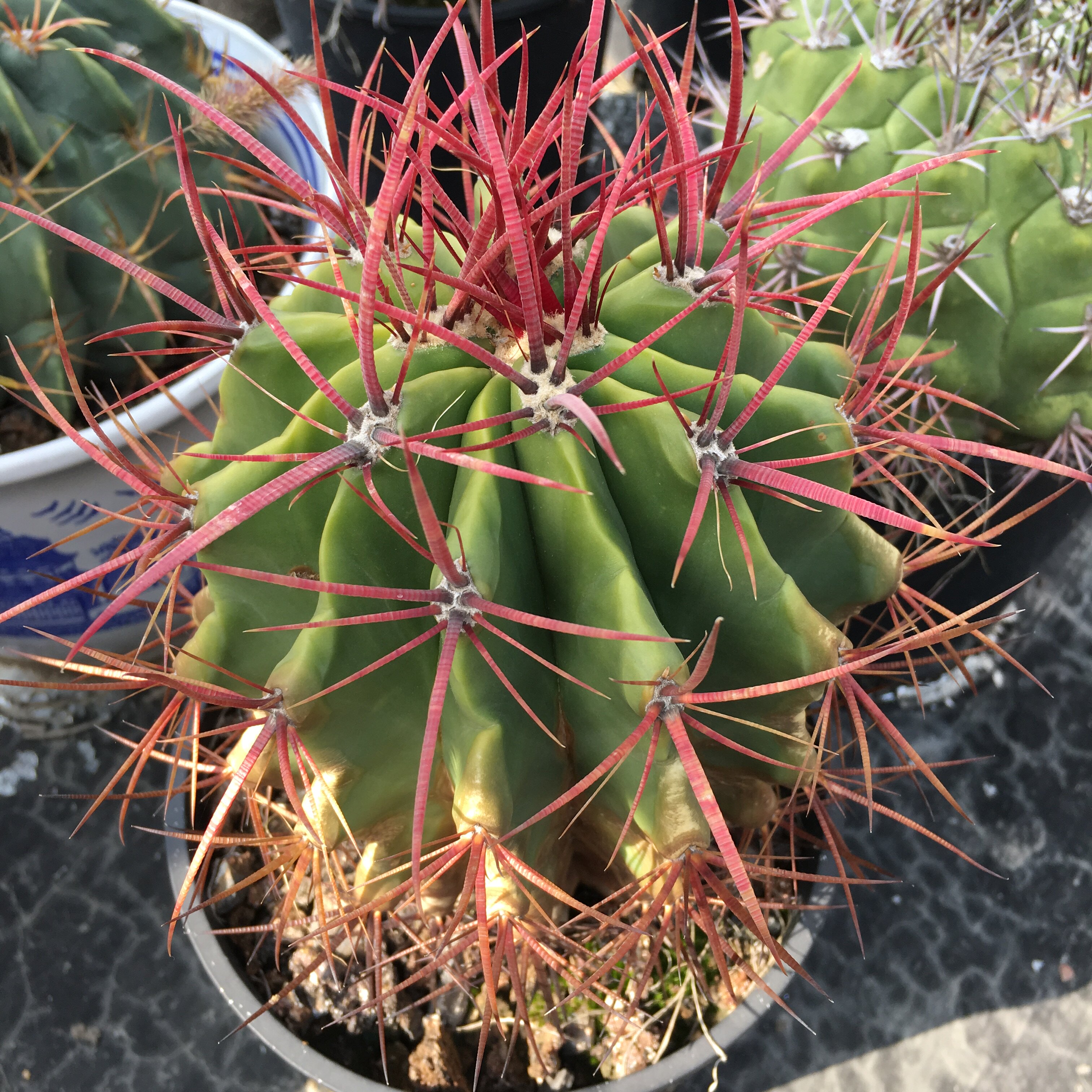 【球球也疯狂】赤凤 红刺狂刺属 实生仙人球 一物一拍 包邮