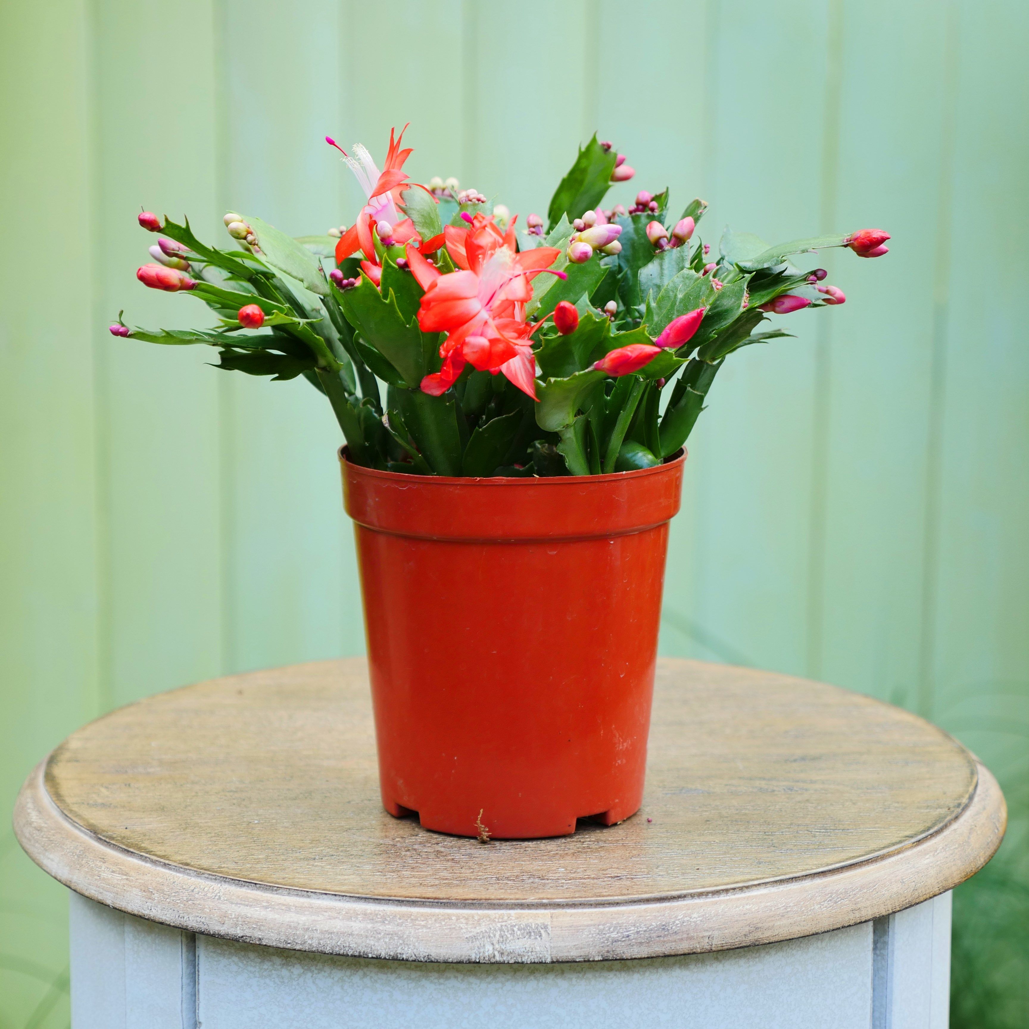 花伴水蟹爪兰花卉庭院好养耐活开花不断花卉