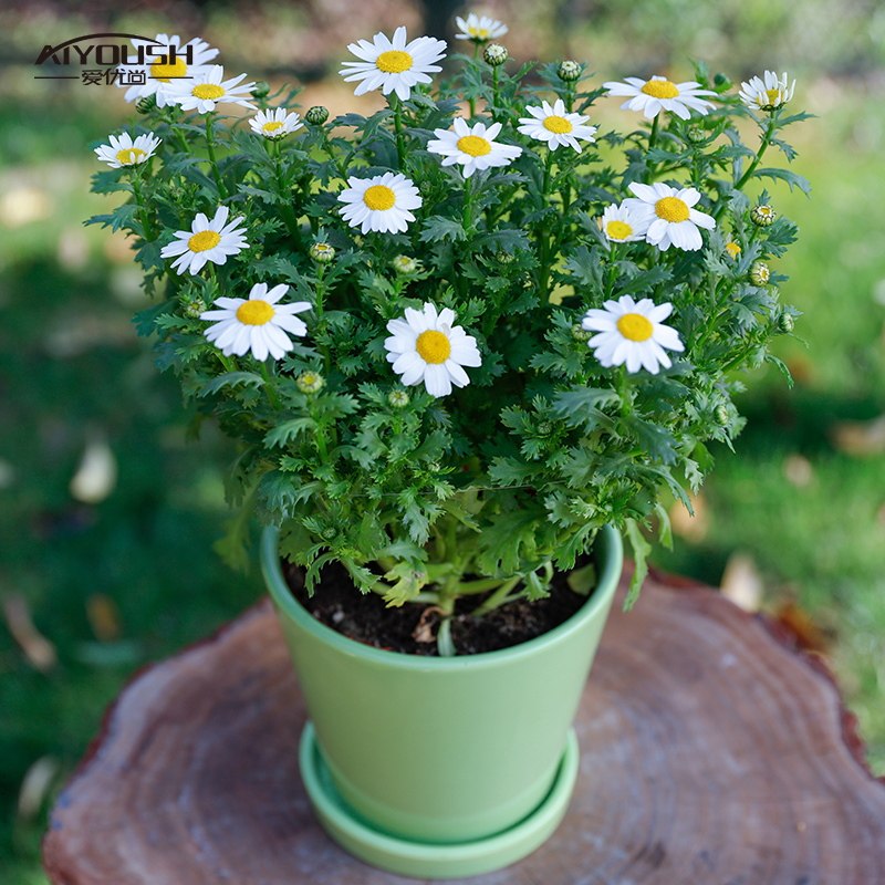 盆栽爱优优尚白晶菊庭院阳台花卉满带花苞室内时令草本花卉