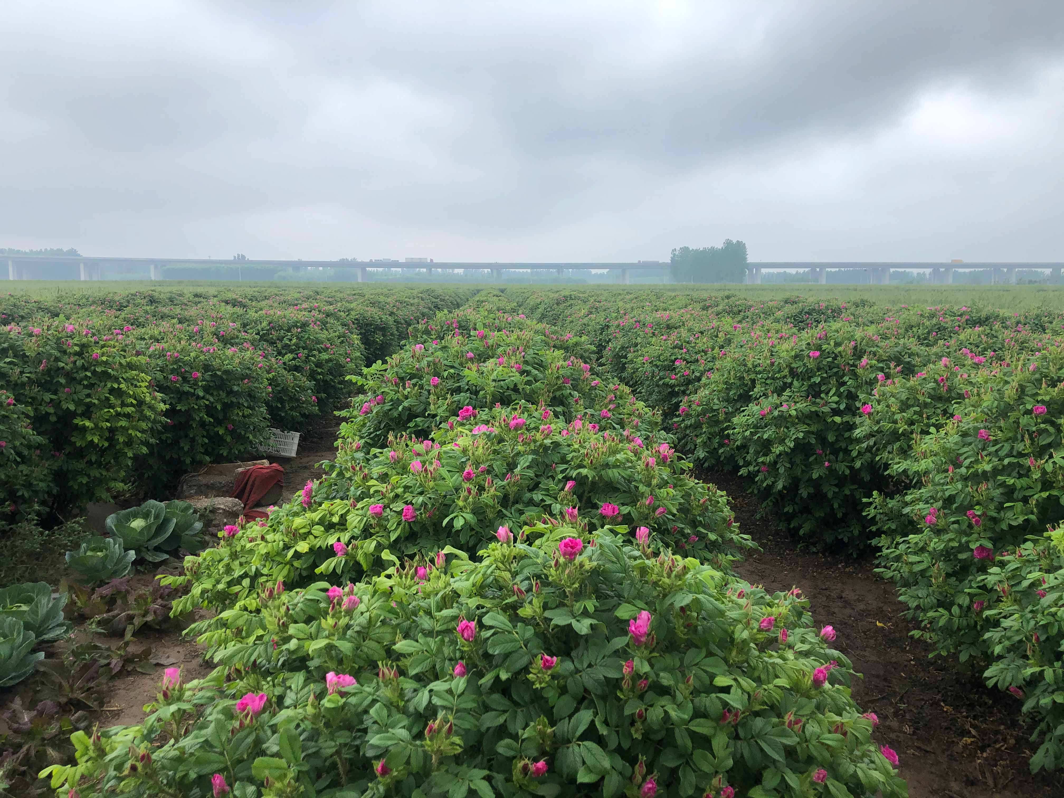 山东平阴重瓣玫瑰玫瑰花花瓣可食用天然添加阿胶玫瑰花瓣