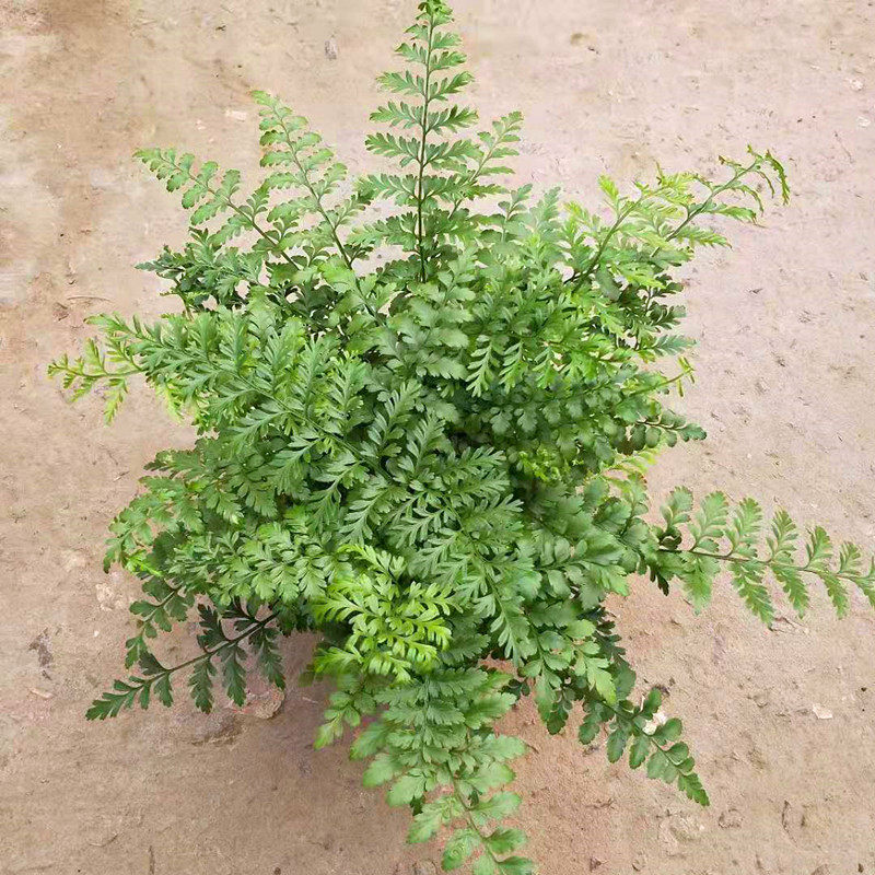 澳洲盆栽阳台室内常绿观叶室内宝石净化空气植物蕨类绿植