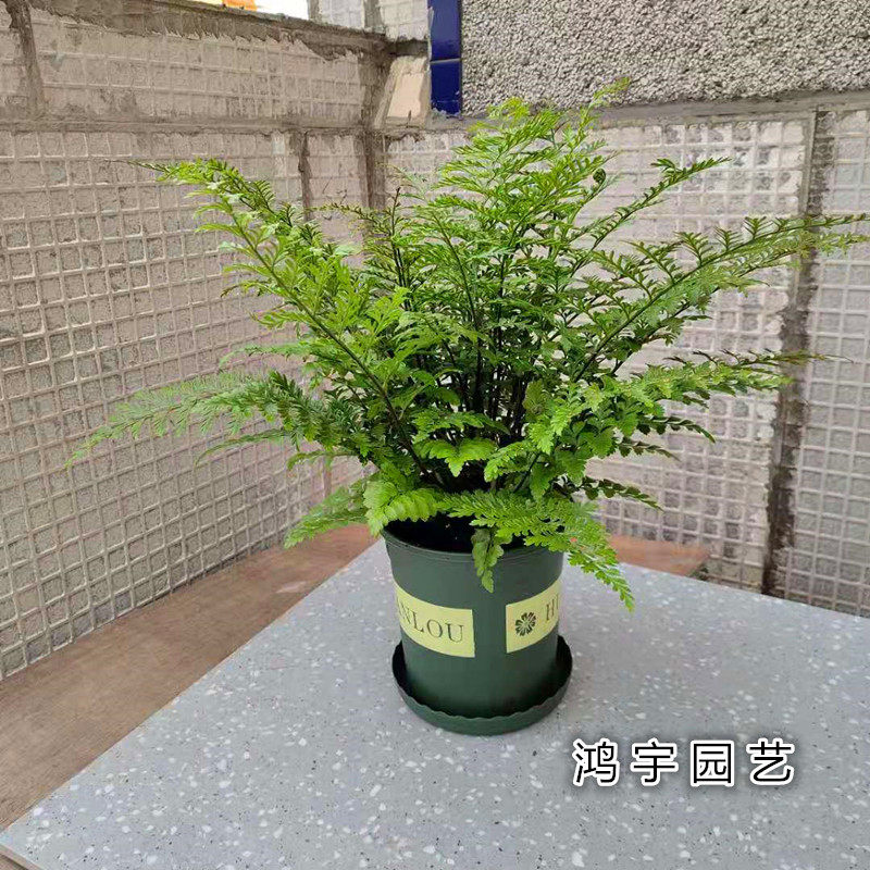 澳洲盆栽阳台室内常绿观叶室内宝石净化空气植物蕨类绿植