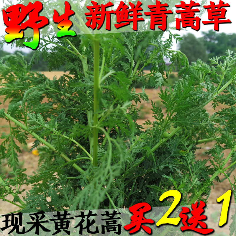 干品苦蒿草黄黄花野生中药材全草桐臭500g蒿素其他药