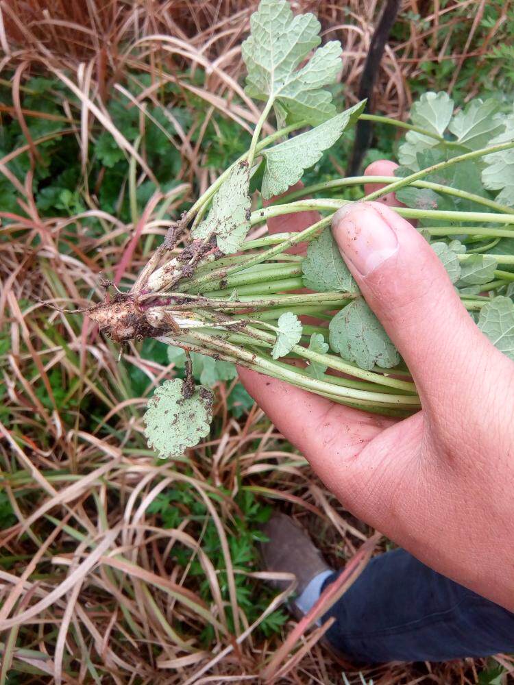 两斤包邮现采新鲜野生益母草白花童子益母草幼草带根全棵
