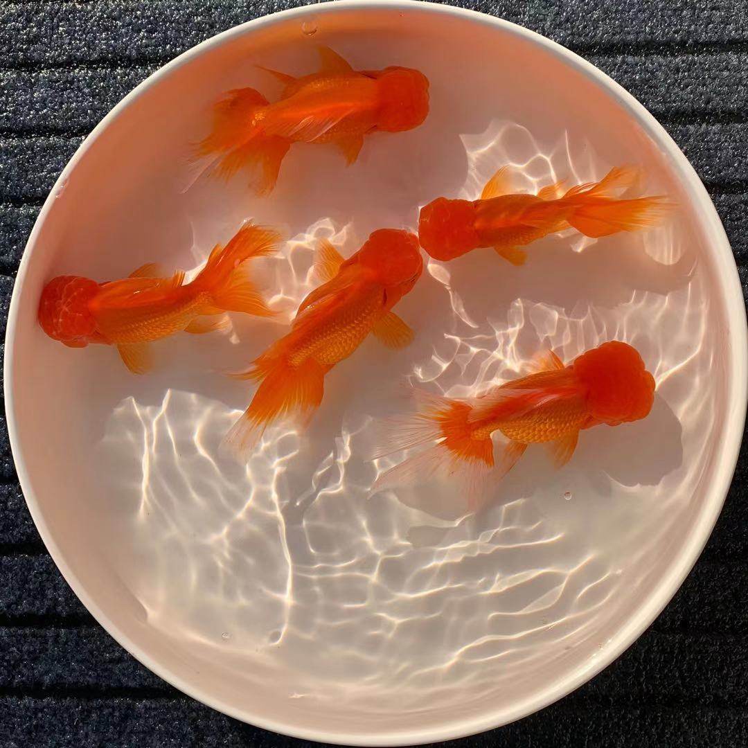 金鱼狮子头活体观赏鱼红狮国狮纯种冷水鱼好养小金鱼鱼