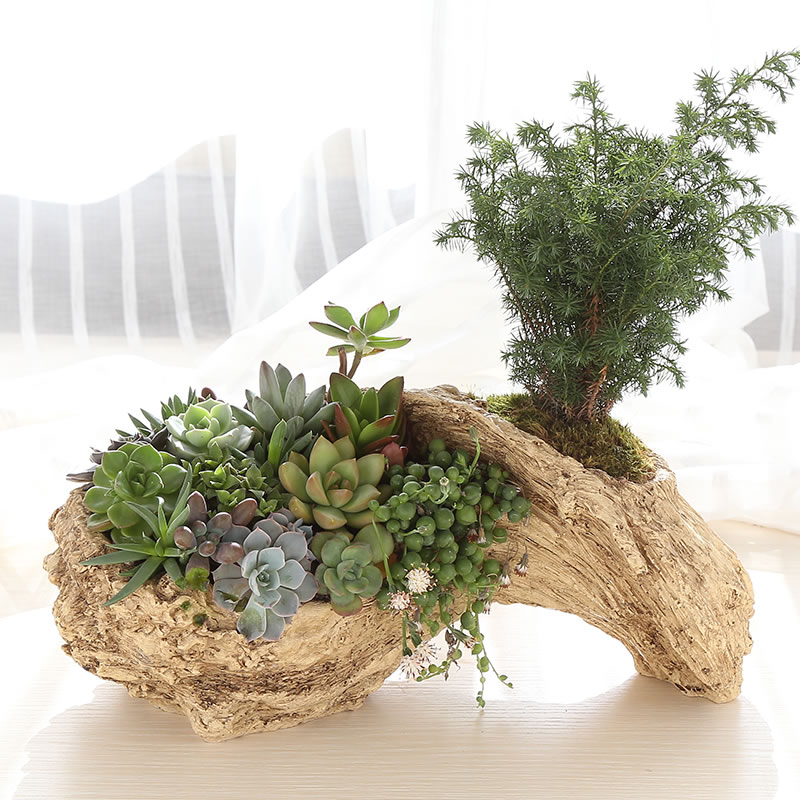 树根多肉植物花盆创意个性肉肉组合盆栽大口径透气花盆