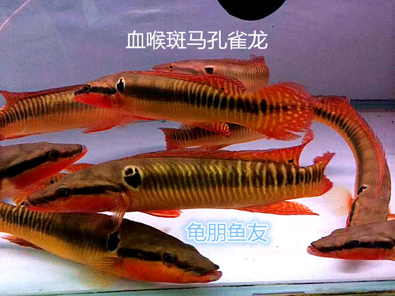 孔雀龙鱼胭脂血喉斑马龙蓝堤钻石孔雀龙龙鱼配鱼观赏鱼鱼