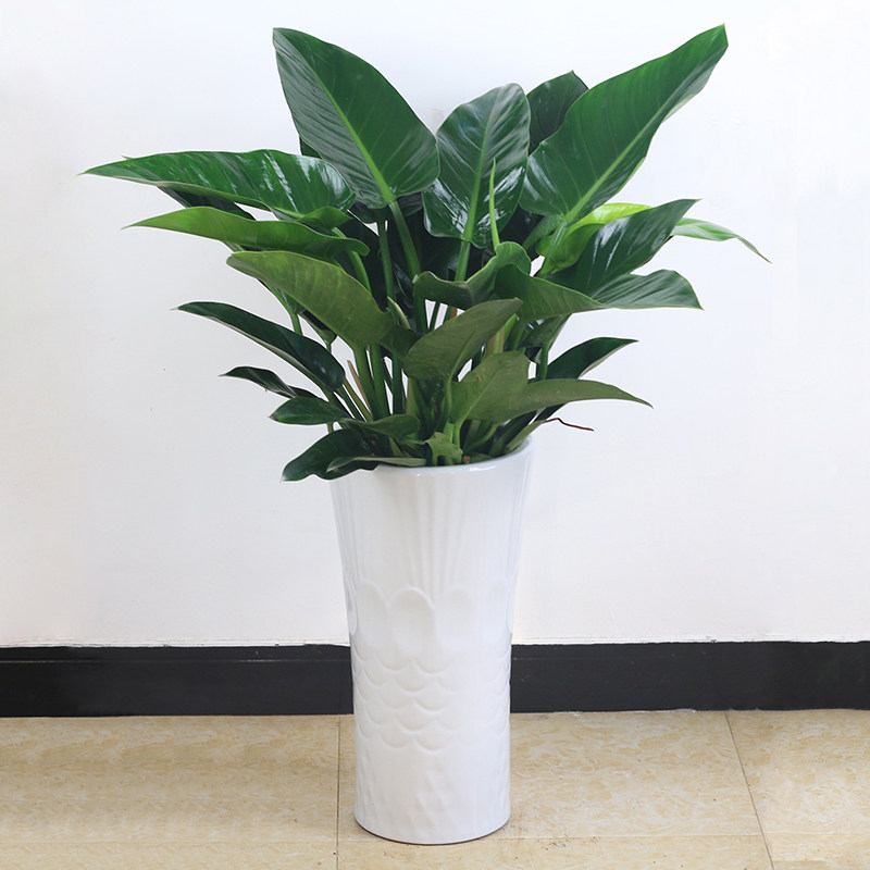 金钻室内大型盆栽蔓绿绿植大叶长青客厅花卉大型绿植