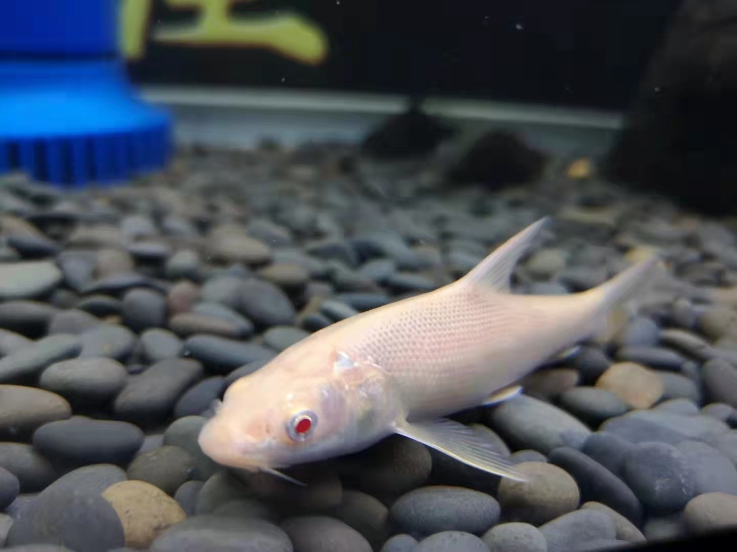 鳕鱼观赏鱼大鳞鲃银鱼苗活体白化白子黄化大鳞鲃鱼