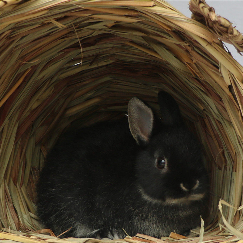 变色暹罗凤眼海棠侏儒兔银貂迷你小型寝室宠物道奇兔子活体长不大