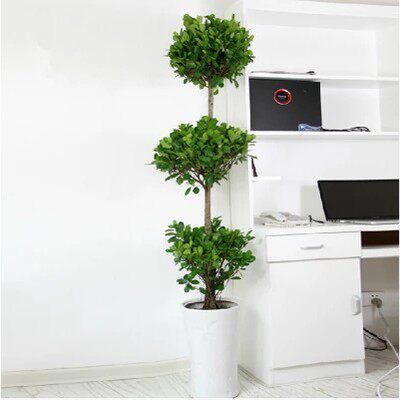 摇钱树三层冠幅观叶盆栽盆栽植物室内室外办公室客厅大型绿植