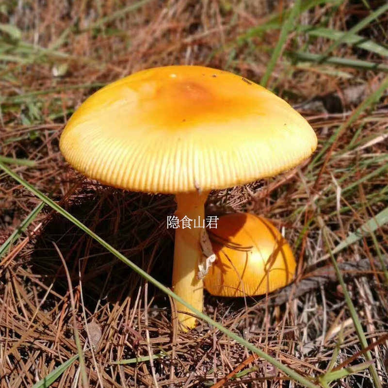 云南野生黄鹅蛋菌野生菌干货黄罗雨伞云南特产