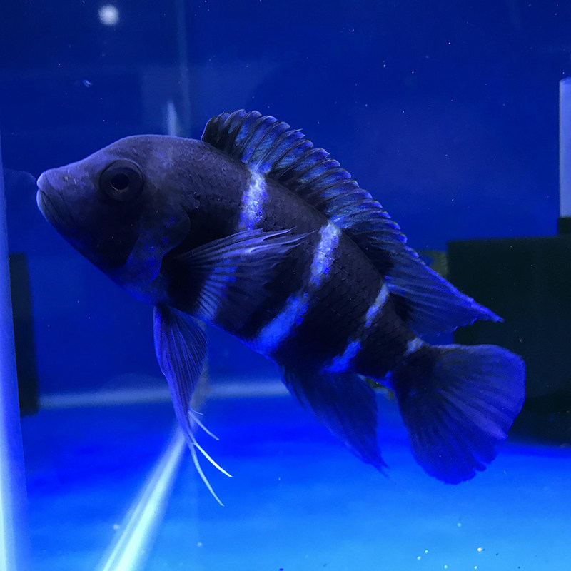 六间萨伊坦鲷活体热带鱼伊巴慈鲷三湖布隆迪观赏鱼鱼