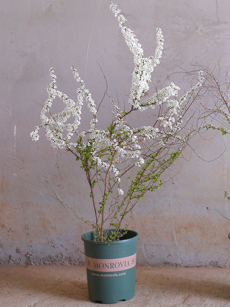 雪花盆栽植物客厅阳台庭院美观多年生花卉雪梅花卉