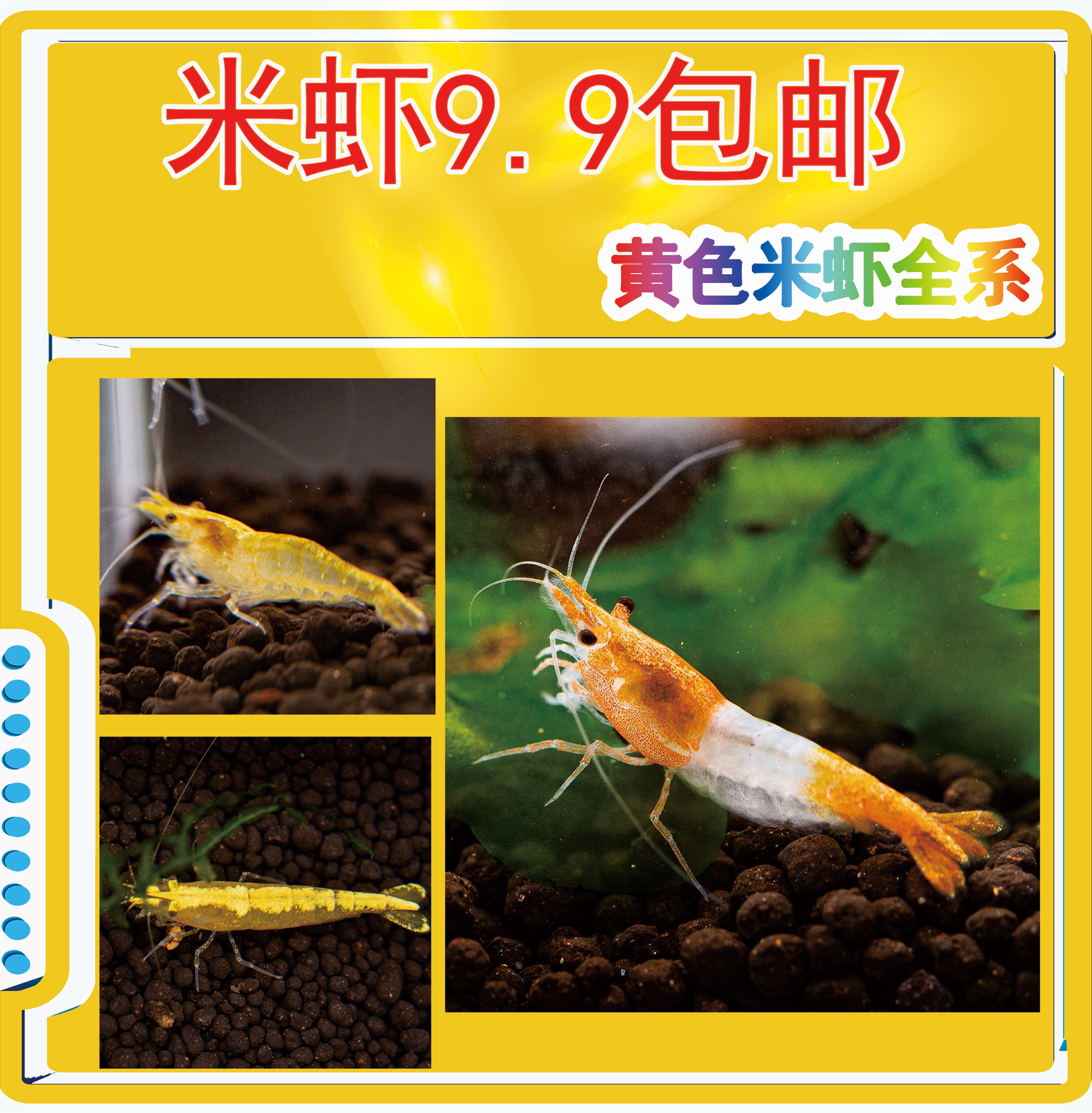 黄色米虾系列金背黄金米虾橙琉璃香吉士宠物水族虾