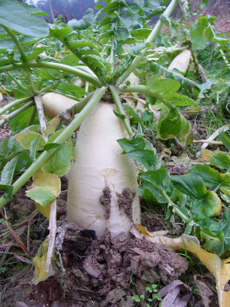 九斤王特大白萝卜种子秋冬季蔬菜种子家庭四季粒种农家播种籽散装