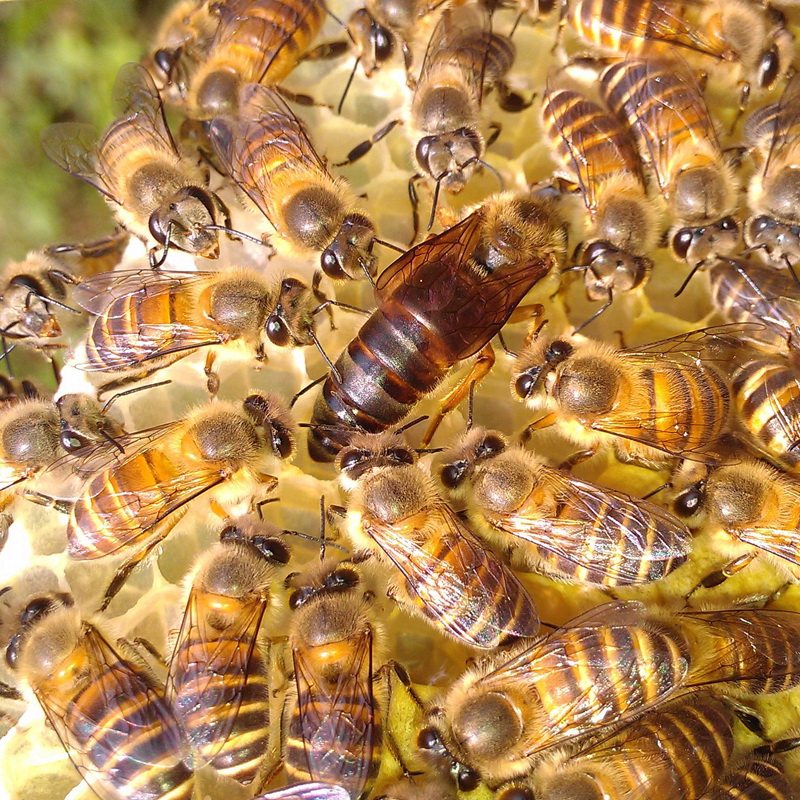 中蜂王贵州产卵蜂王种王活体蜂皇生产王蜂群出售顺丰包邮包活