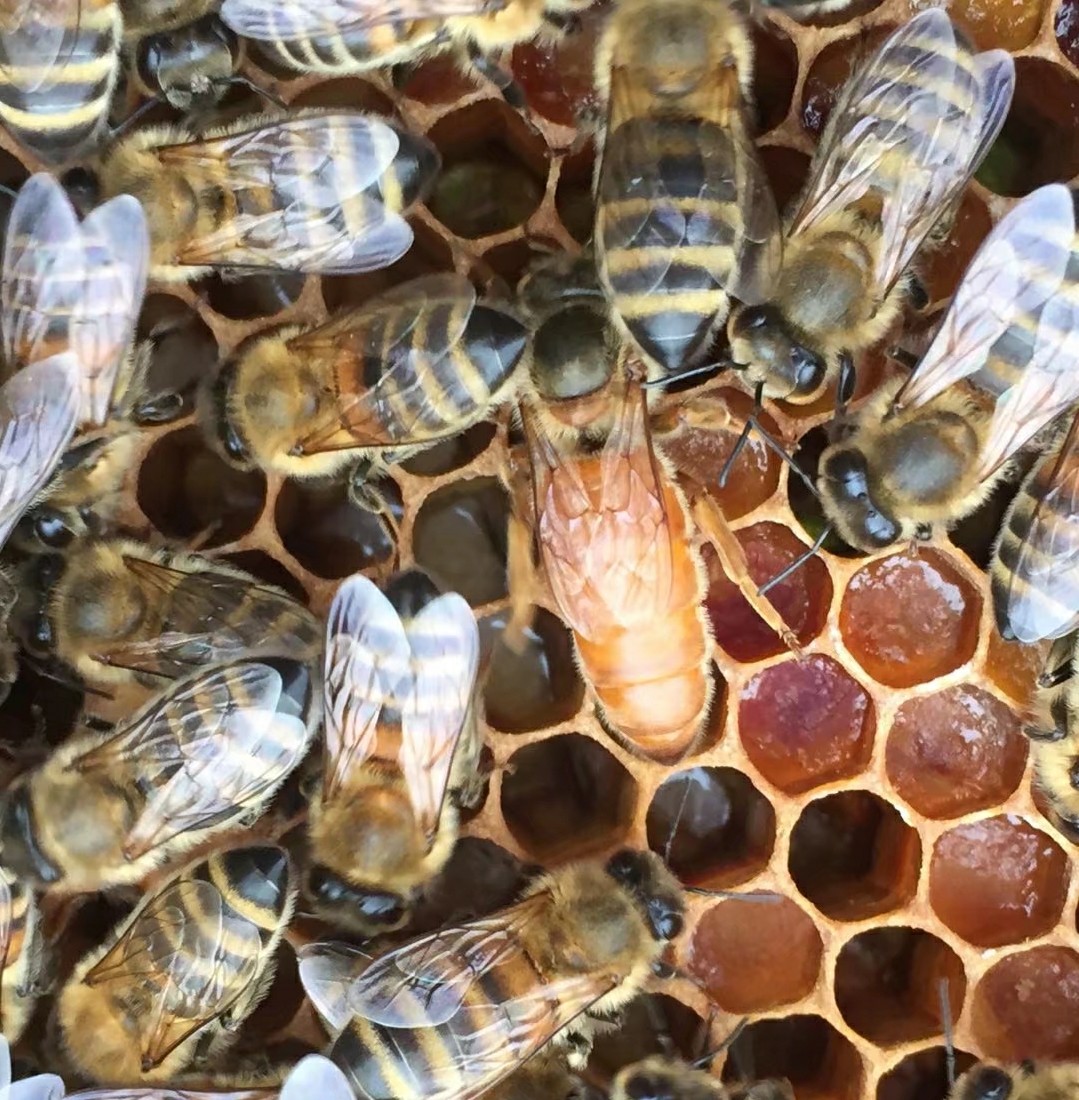 蜜蜂蜂王图片大全大图图片