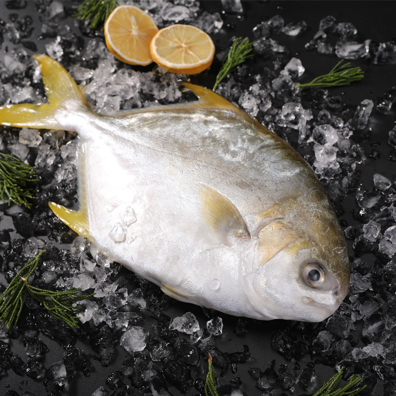 鲳鱼鲜活海鱼金鲳鱼冷冻新鲜平鱼金昌鱼昌鱼海鲜鲳鱼