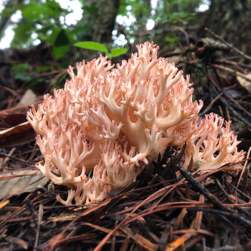 珊瑚菌新鲜纯野生云南扫把食用蘑菇顺丰龙爪新鲜松茸