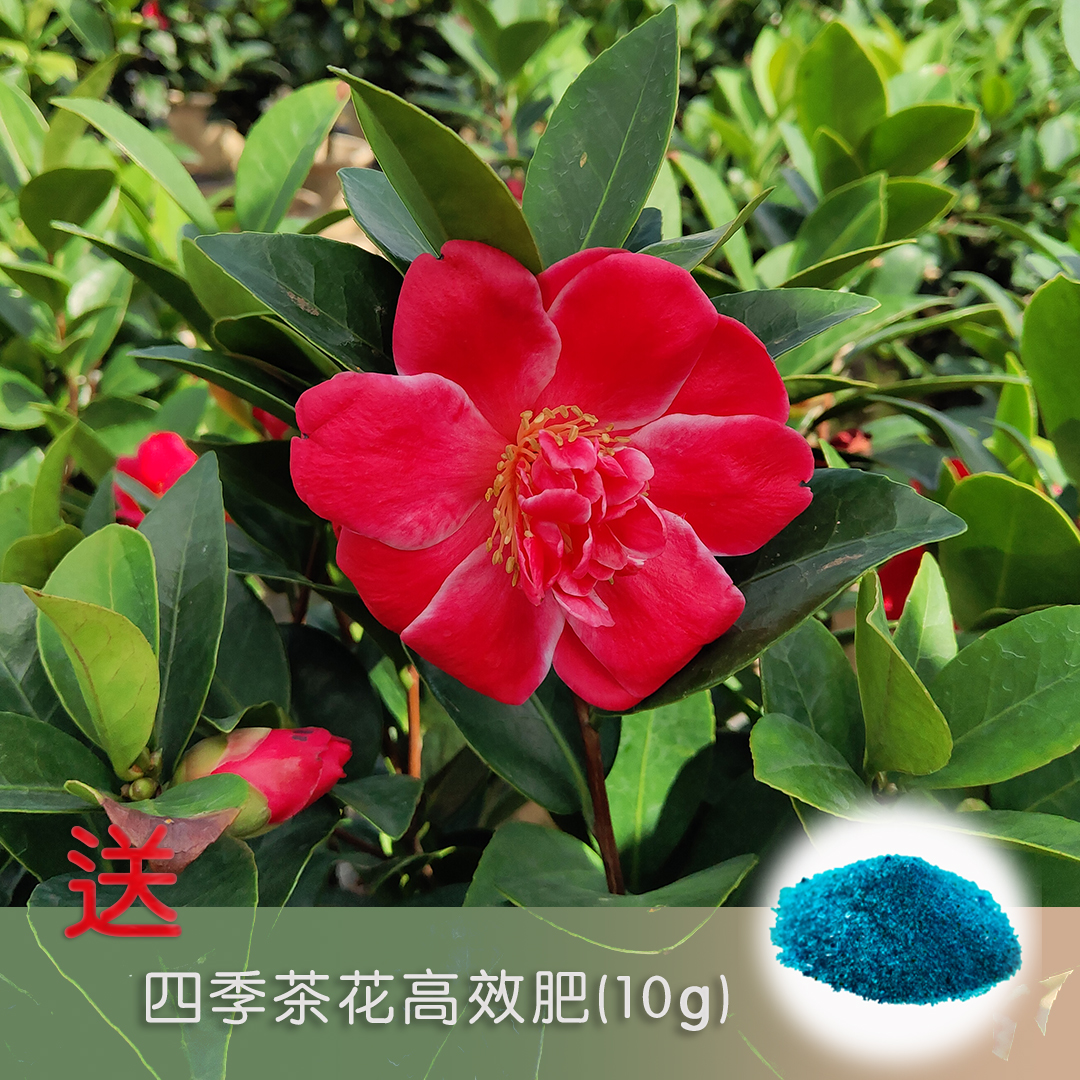 四季夏梦叶盆栽易养活盆栽观花观谢作重系列夏日茶花