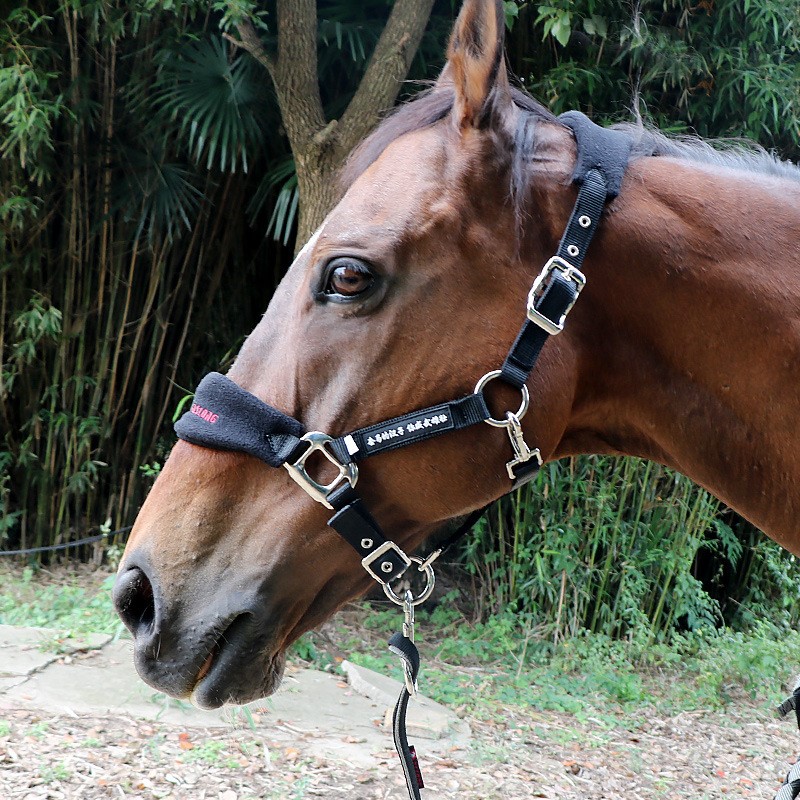 牵马马骑马调节可调加厚骑马小矮笼头防磨马具面盆龙头