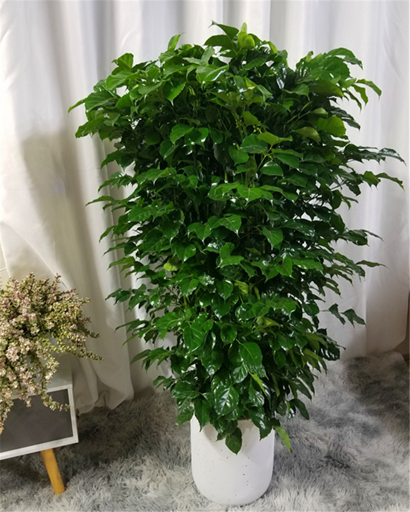 幸福树盆栽大棵客厅招财旺宅绿宝办公室造型绿植绿植