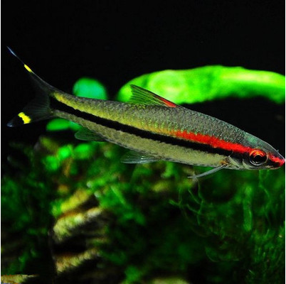 道人一眉红眉鱼草缸群游鱼野生热带鱼活体观赏鱼鱼
