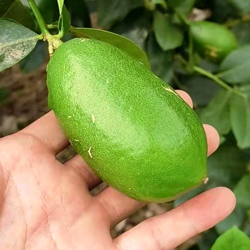 柠檬新鲜香水应当当季水果广西青香皮薄多汁柠檬